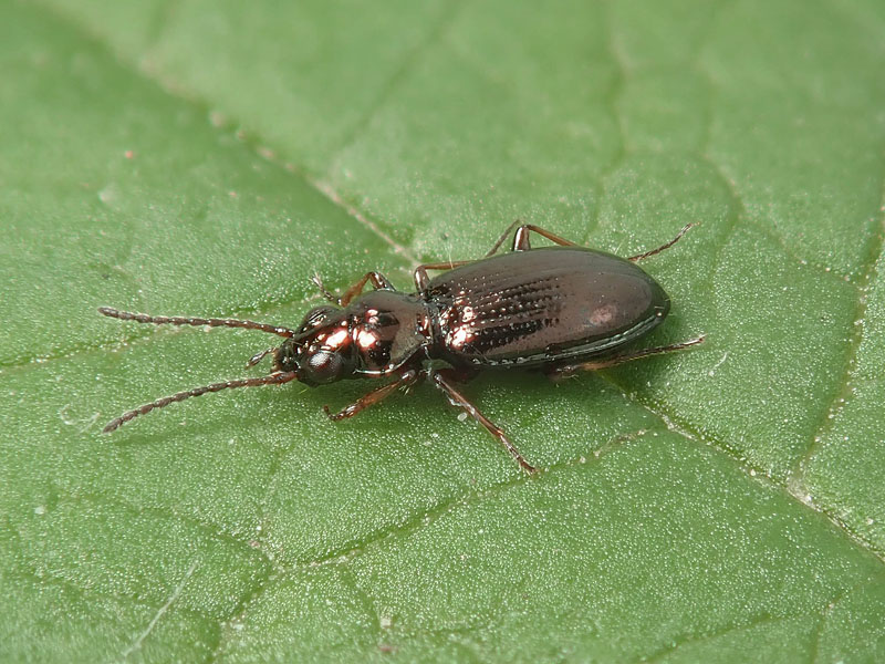 Carabidae: ancora una Metallina... M. lampros